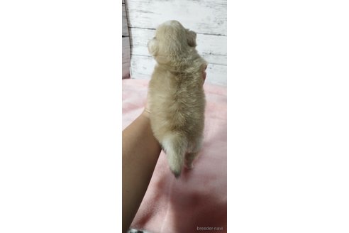 成約済の兵庫県のミックス犬-269273の4枚目